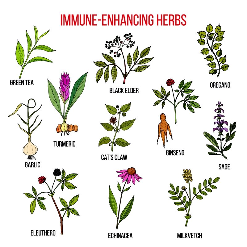 Essential Herbs For Your Immune System